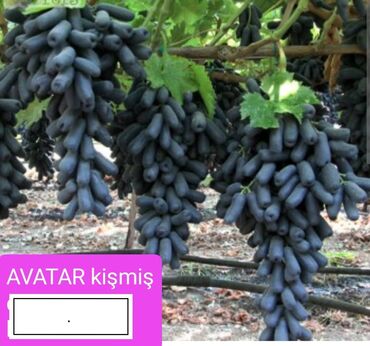 Şitillər: Üzüm tingləri – müxtəlif süfrə sortları Təsvir: - Seçmə süfrə üzüm — 1