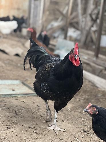 dəvə qusu satisi: Erkək, Amerika, Damazlıq, Ödənişli çatdırılma — 9