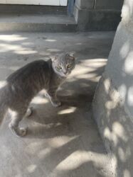 продаю в связи переездом: Нашелся кот в районе Щербакова тоголок молдо или отдам в добрые руки