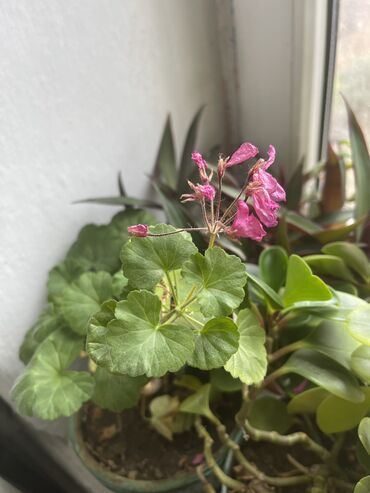 Другие комнатные растения: Продаются комнатные цветы, находится в городе Кант, по 350 сом каждый — 4