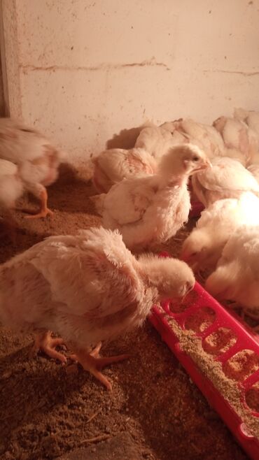 село василевка: Цыплята бройлерные Арбор Казахстан,20 дней в количестве штук, село