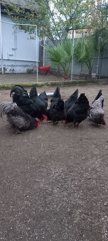 Xoruzlar: Avstrolob yumurtası və cucəsi sifariş olnur sifariş qabagcadan — 8