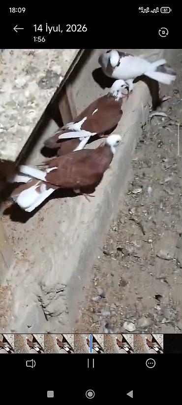 dekorativ goyərcin: Hazır cutduler bala alinib .cütü 80;manat video var ireal aliciya — 2