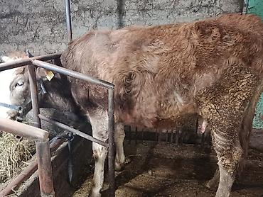 Коровы, быки: Продаю | Корова (самка) | Симментальская — 9