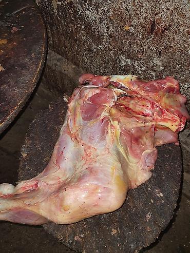 ветеринар каракол: Мясо 🍖 Говядина для собак 80 сом 1 кг свежее без запаха — 1