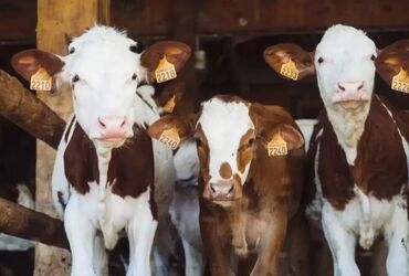 бамбуковые мыши: Продаю | Корова (самка), Бык (самец), Тёлка | На откорм, На забой, Для разведения | Племенные