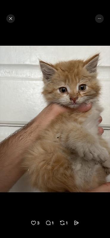 Мышыктар: Дворовая кошка родила 2 котят. Им около 1,5 месяца кушают все что дают — 2