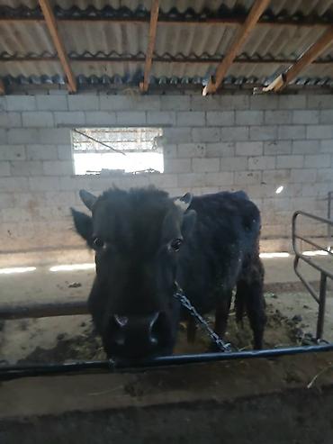 Коровы, быки: Продаю | Бык (самец) | На откорм | Привязанные — 6