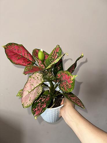 Аглаонемы: 1) сциндапсус расписной 500(с опорой металическая) 2) эпипрмиум — 11