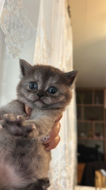 Pişiklər: Şotland yastı qulaq, Dişi, Yaxşı əllərə, Ünvandan götürmə — 6