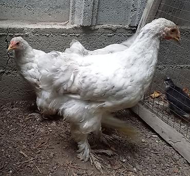 брамо: Продаю | Куры | Брама | Для разведения — 5