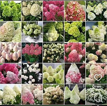 Другие садовые цветы и кустарники: САЖЕНЦЫ многолетников самшита (разные сорта) кустарников магнолии at lalafo.kg — 16 Другие садовые цветы и кустарники: САЖЕНЦЫ многолетников самшита (разные сорта) кустарников магнолии — 16