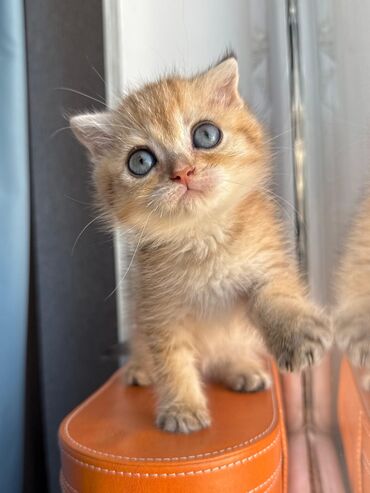 Pişiklər: Şotland yastı qulaq, Erkək, Dişi, Yaxşı əllərə, Ünvandan götürmə, Pulsuz çatdırılma, Ödənişli çatdırılma — 70