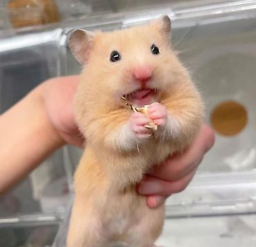 Хомяки: Продаются хомячки джунгарские, сирийские, ангорские пушистые хомячки — 19