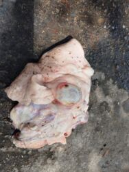 Süd: Keci sudu satilir.Qiymeti 3 manat.catdirilma var(odeniwli)!!Baki wheri — 6