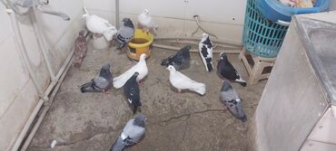 geref quşu: 12 eded qus satlir 3 manatdan