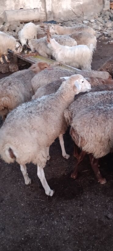 Qoyunlar, qoçlar: Dişi, il: 5, 55 kq, Ətlik, Ünvandan götürmə — 9