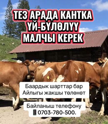 работа скотина: Талап кылынат Малчы, Төлөм Ай сайын