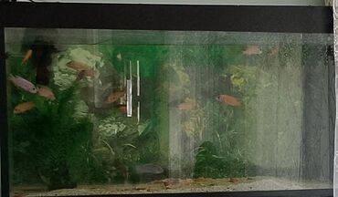 Akvarium aksessuar və ləvazimatları: Balıqlar üçün şüşə akvarium. Akvariumun içərisində dekorativ bitkilər
