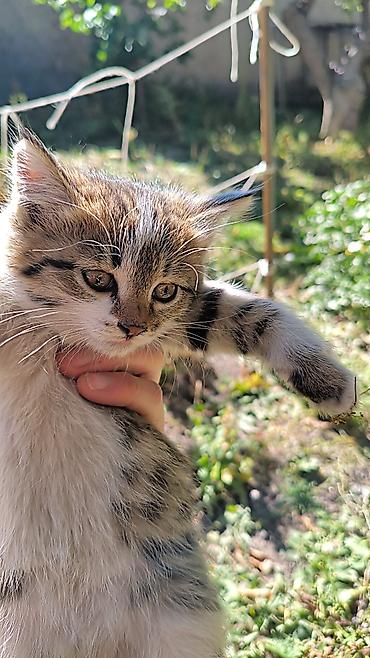 Кошки: Отдам котенка даром в хорошие руки г.Балыкчы — 1
