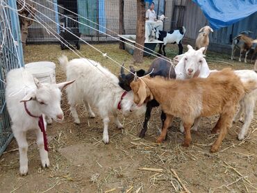 Козы, козлы: Продаю | Коза (самка) | Зааненская, Битал — 15