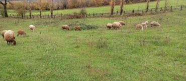 Qoyunlar, qoçlar: Dişi, Romanov, Qala, il: 1, 1 kq, Damazlıq, Südlük, Rayonlara çatdırılma, Ünvandan götürmə, Pulsuz çatdırılma — 5