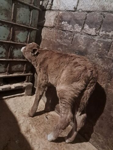 Dana, buzov: Dana, buzov, Erkək, Simental, ay: 5, Damazlıq — 10