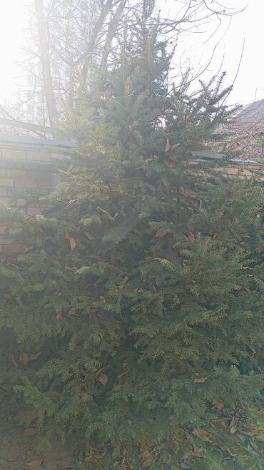 Ёлки: Живая ель (ёлки, ели, ёлка) Большая ель с пышной кроной и — 5