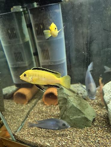 Рыбы: Продаю подростков Лабидохромис Еллоу (3-4 см) Labidochromis Yellow - — 7