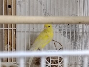 Bülbüllər: Portagal rəngdə hazir cüt gözəl oxuyan bülbüllər var — 3