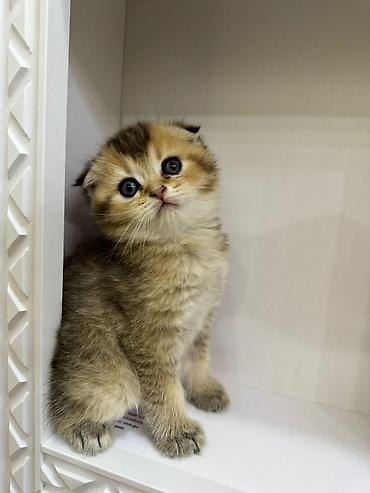 Кошки: Шотландская вислоухая — 3