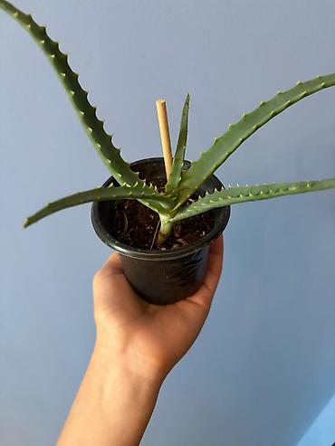 ətirşah bitkisi: Aloe (sukkulent) – qara plastik saksıda 2 ədəddir - Növ: Aloe — 4