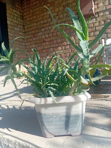 купить саженцы карликовых плодовых деревьев: Алоэ (вероятно Aloe arborescens) в горшке - Крупный, разветвлённый