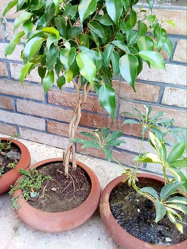 Офисные растения Fikus Benjamina (ağac forması) - Növ: Ficus