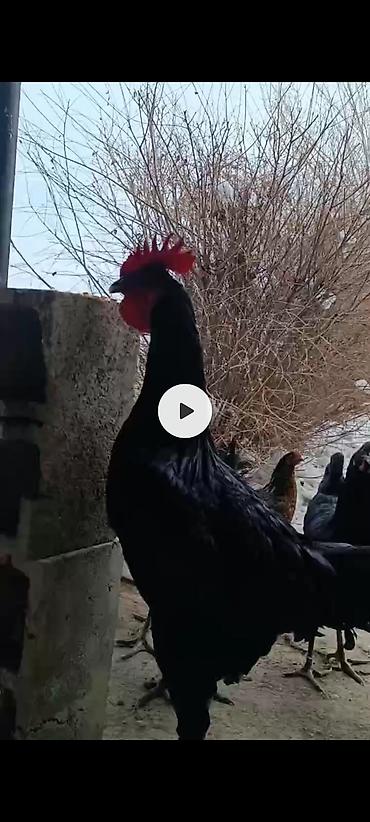 Куры, петухи: Продаю | Петух | Для разведения — 9