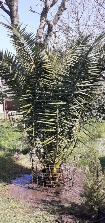 palm angels: Palma