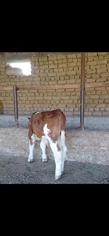 Dana, buzov: Satılır: 3 baş cins buzov - Növ: ətlik-südlük istiqamətli simmental -da lalafo.az — 8 Dana, buzov: Satılır: 3 baş cins buzov - Növ: ətlik-südlük istiqamətli simmental — 8