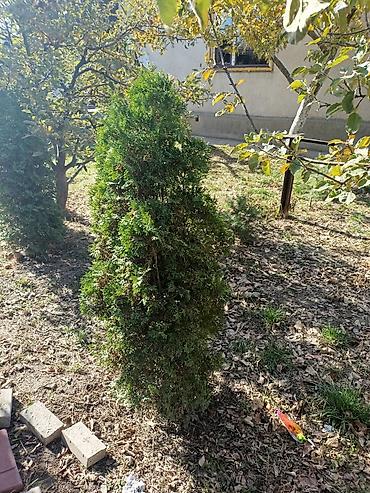 Другие виды семян и саженцев: Туя — 3