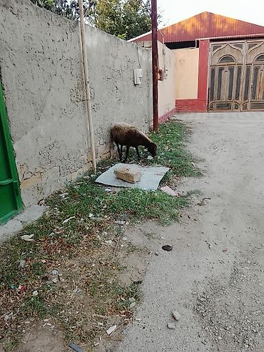 Рогатый скот: 6dene boğaz qoyun ünvan Masazır — 3