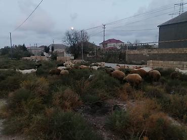 qoyun satsi: Keçi ve qoyunlar tecili satilir. Bir ededi 350azn 12keçi var, 10eded — 2