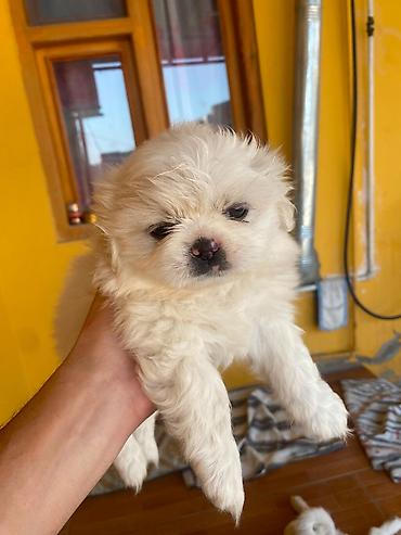 Pekines, 2 ay, Dişi, Ünvandan götürmə lalafo.az -da Pekines, 2 ay, Dişi, Ünvandan götürmə