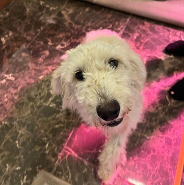 мини пудель: Пудель, 8 месяцев, Самка, С родословной, Самовывоз