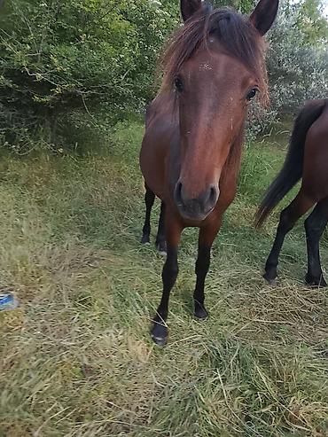 kiçik heyvanlar: Salam Erkey atdı 1 yaşı var anası atası hündür atdı sağlamdı at xızıda — 1