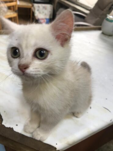 белый котенок в добрые руки: Котенок мальчик. 2,5 месяцев. 130 манат; Фото родителей тоже есть