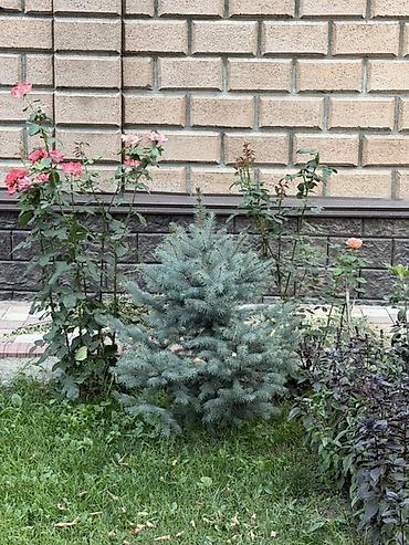фиалки химеры: Ель колючая голубая (Picea pungens ‘Glauca’) — декоративные хвойные — 6