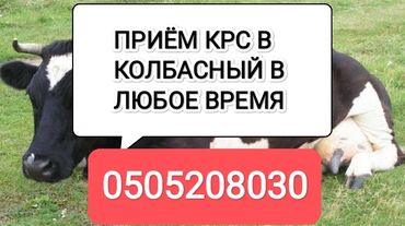 торпок уй: Сатып алам | Уйлар, букалар, Жылкылар, аттар | Күнү-түнү, Бардык шартта, Союлган