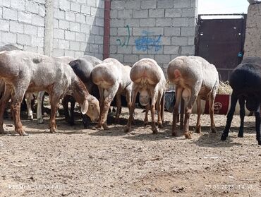 Другие животные: Жалпы саны 15 баш жаңы тиш сайып баштаган кочкорлор сатылат тандап