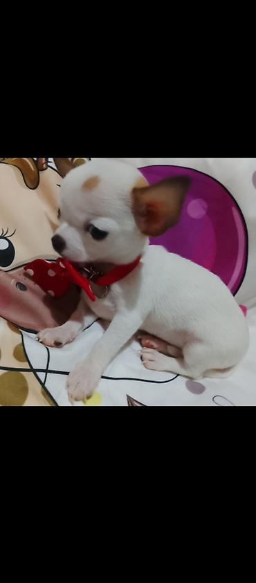 Psi: MINI ČIVAVE. Mini čivave oba pola kristalno bele, zlatne i na lalafo.rs — 3 Psi: MINI ČIVAVE. Mini čivave oba pola kristalno bele, zlatne i — 3