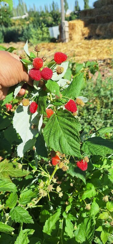 малина алабыз: Уруктар жана көчөттөр Малина, Өзү алып кетүү