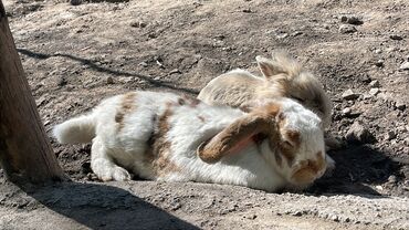 Услуги ветеринара: Ветеринардык врач …! Ветеринарный врач …! Узи🐄🐎🐑🐐🐕🐈 Бодо малга — 10